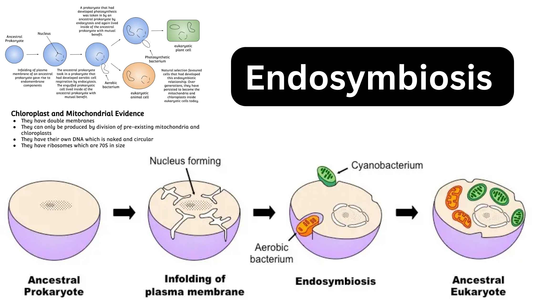 Endosymbiosis - Definition, Theory, Evidence, Examples