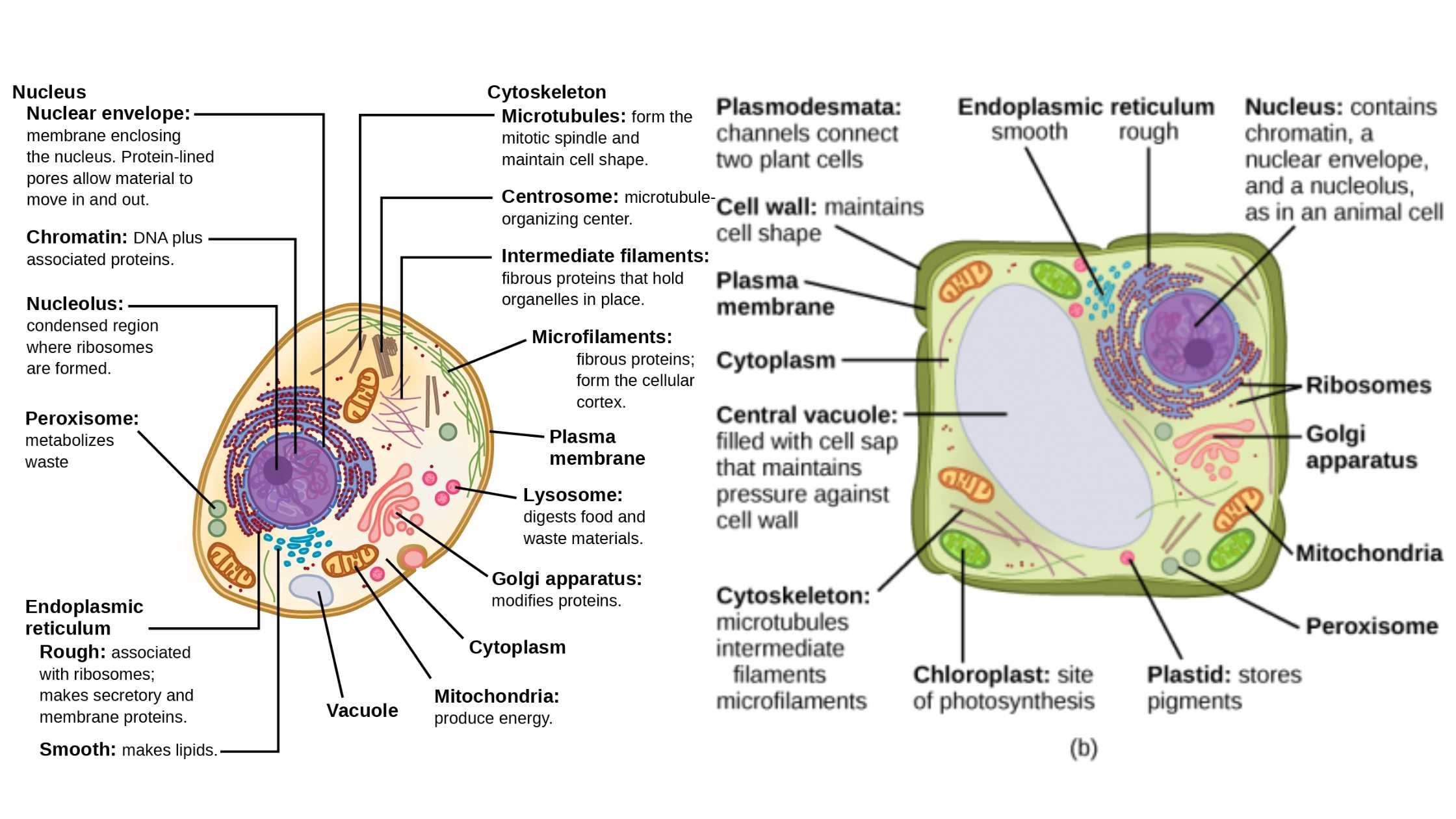 Eukaryotic Cell - Definition, Structure, Functions, Examples