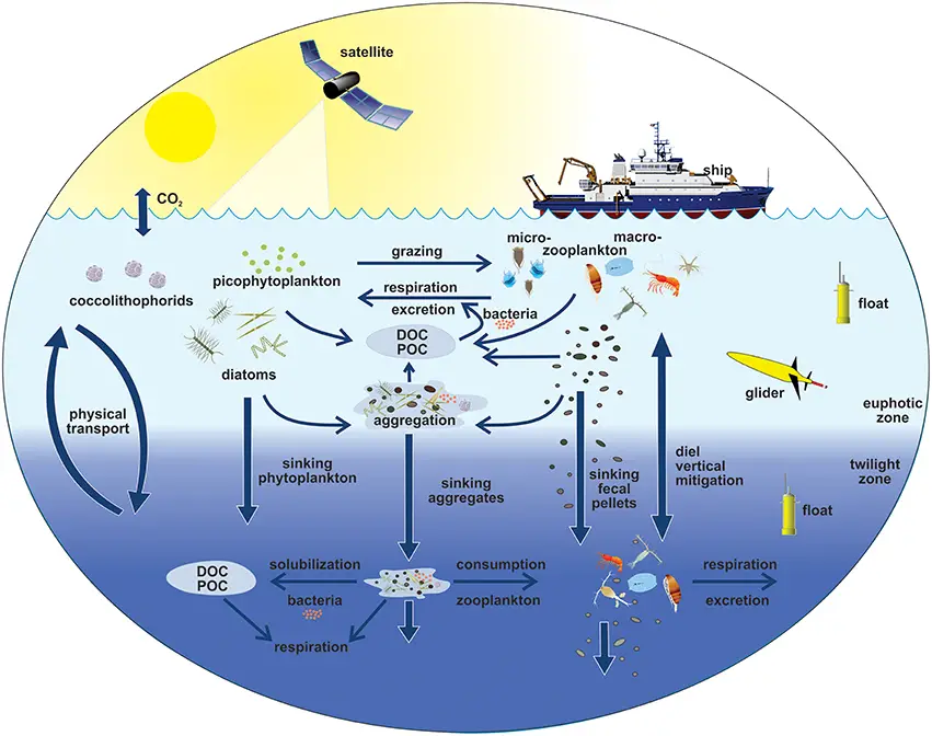Role of Zooplankton in Food Chains