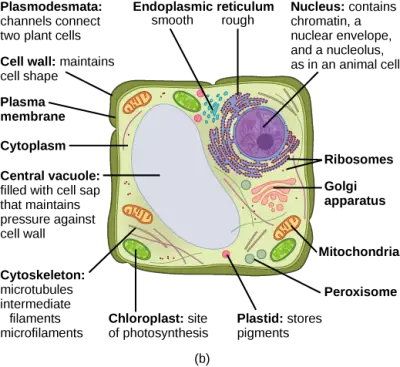 typical plant cell.