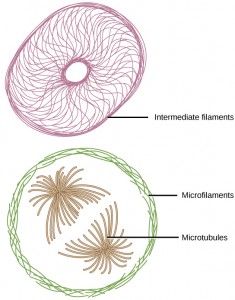 Microfilaments, intermediate filaments, and microtubules compose a cell’s cytoskeleton.