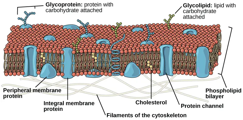 The plasma membrane
