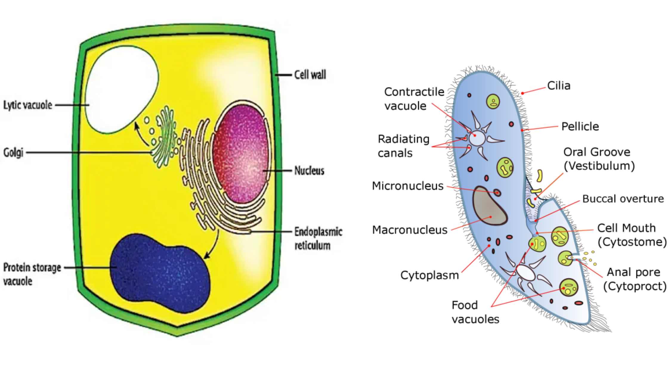 Food Vacuole - Definition, Types, Formation, Structure, Functions