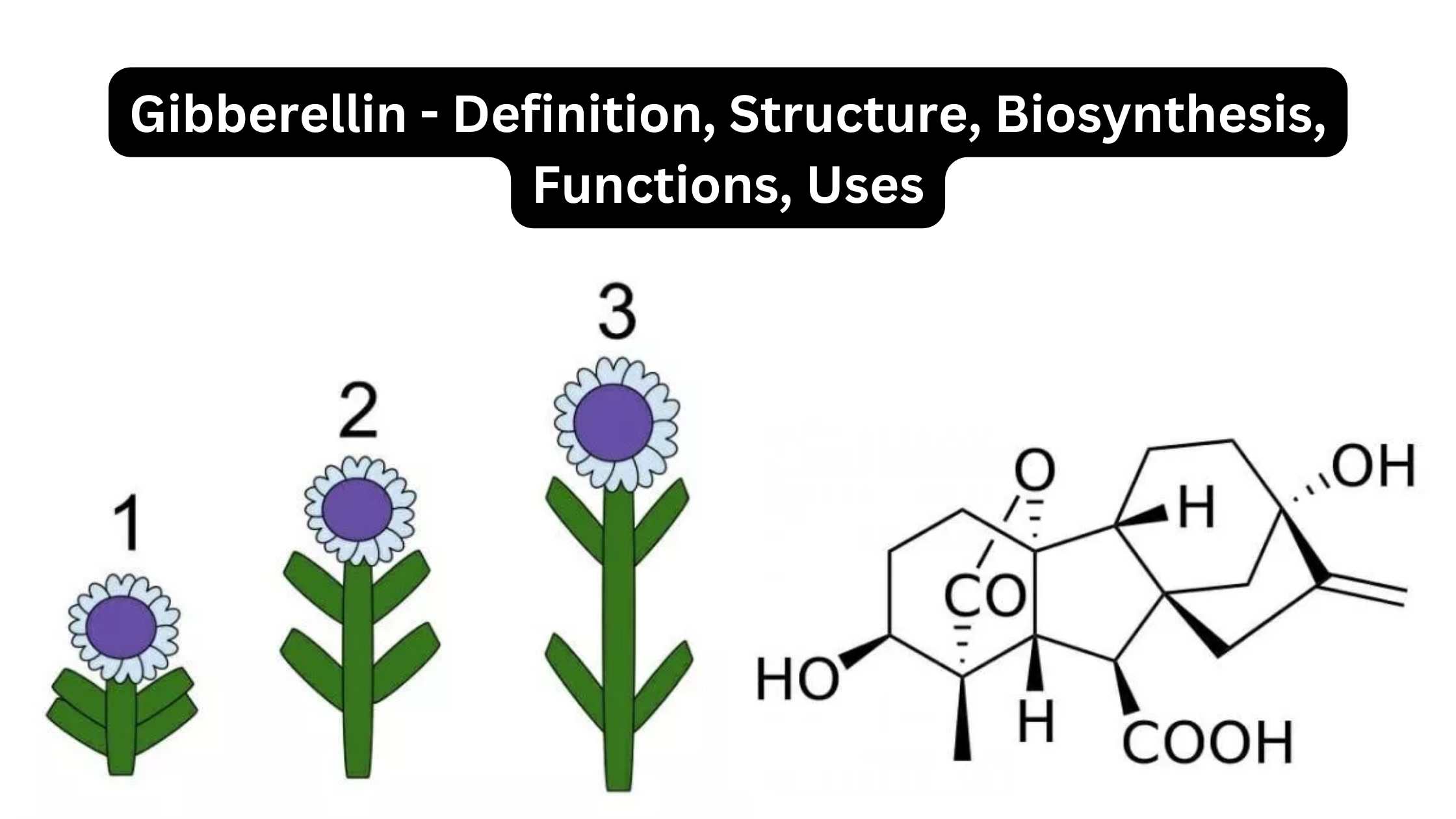 Gibberellin - Definition, Structure, Biosynthesis, Functions, Uses