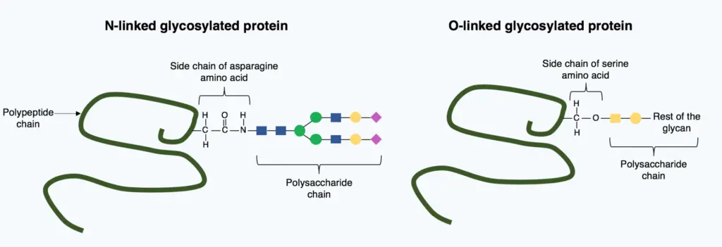 N-linked and O-linked glycoproteins
