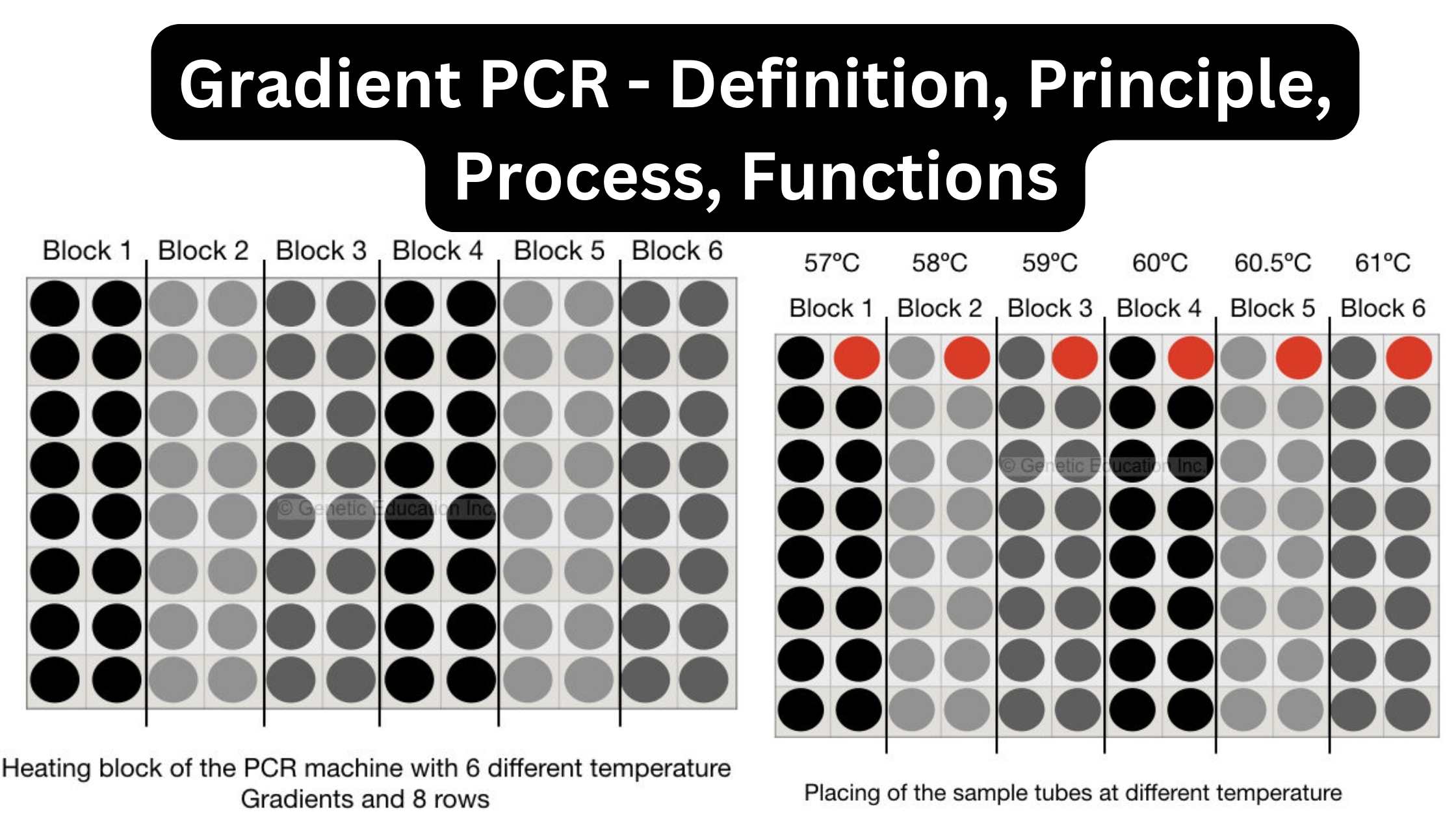 Gradient PCR - Definition, Principle, Process, Functions