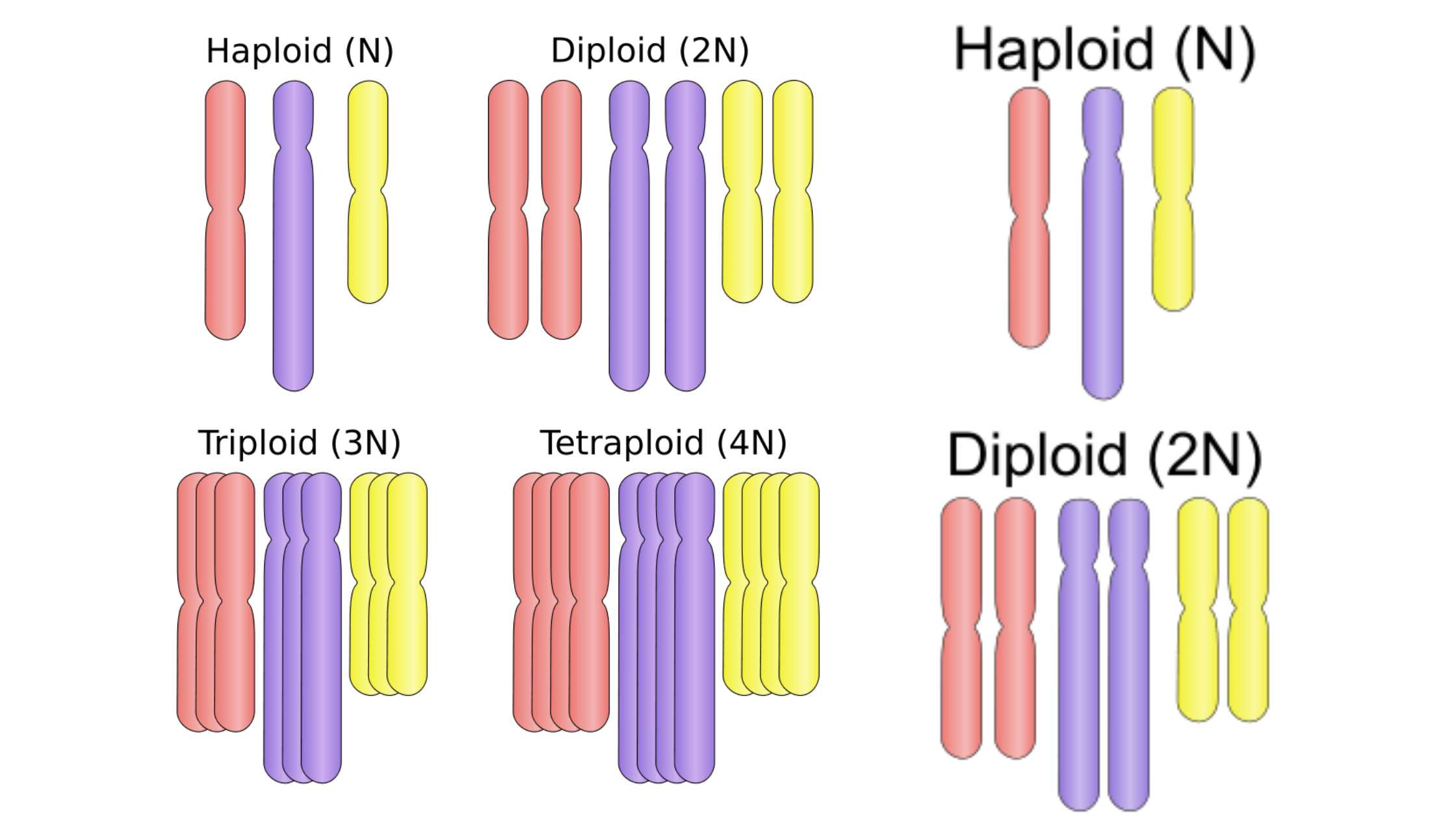 Haploid - Definition, Importance, Examples