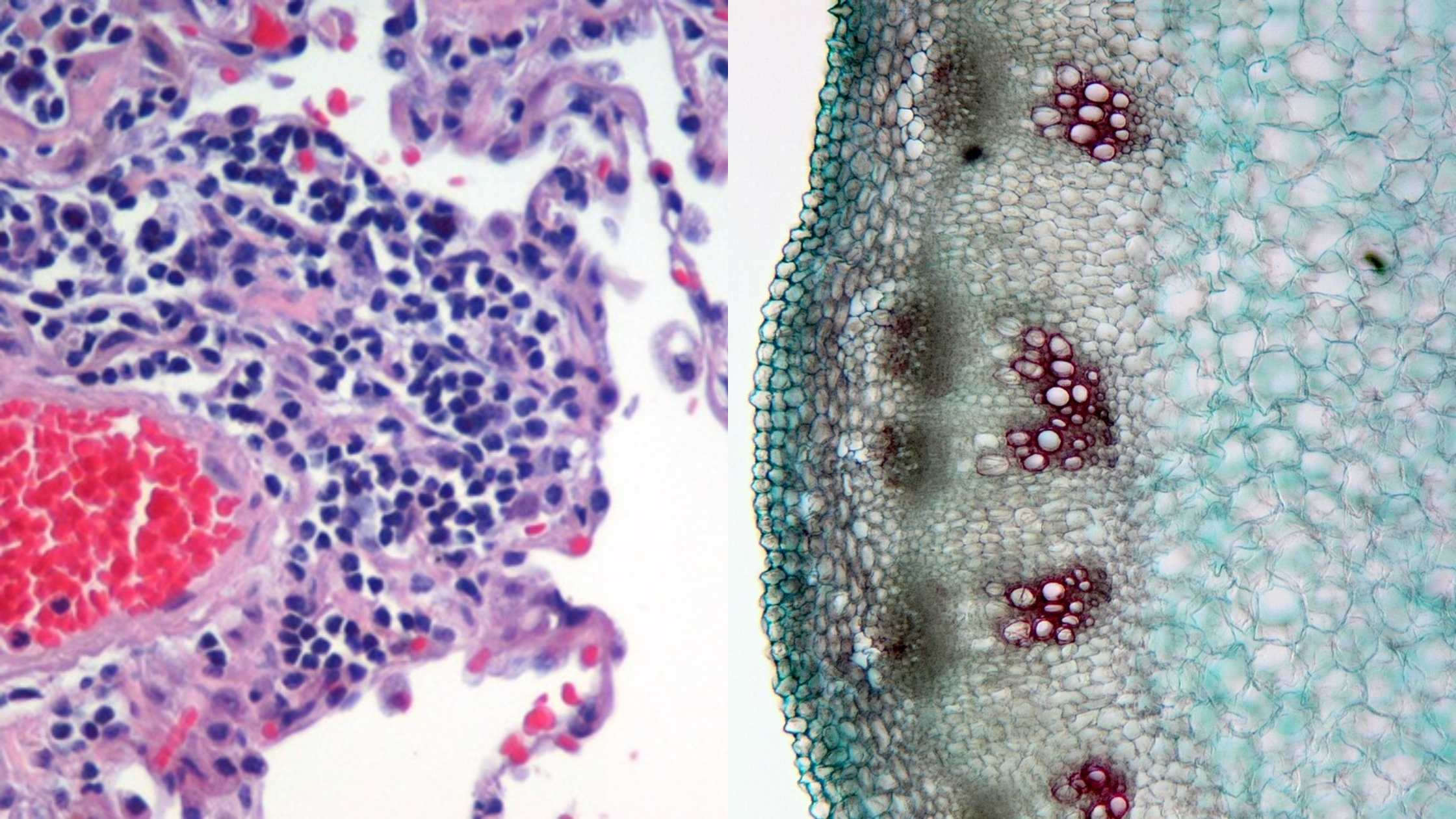 Histology - Definition, Methods, Careers, Importance