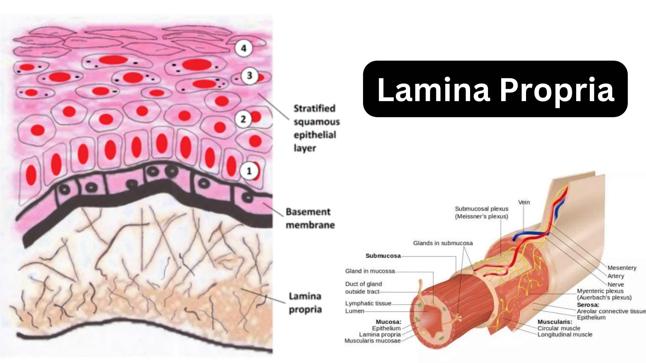 Lamina Propria - Definition, Structure, Functions