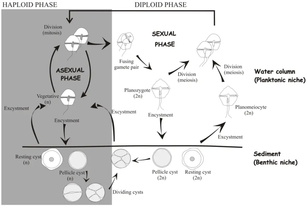 The life cycle of dinoflagellates