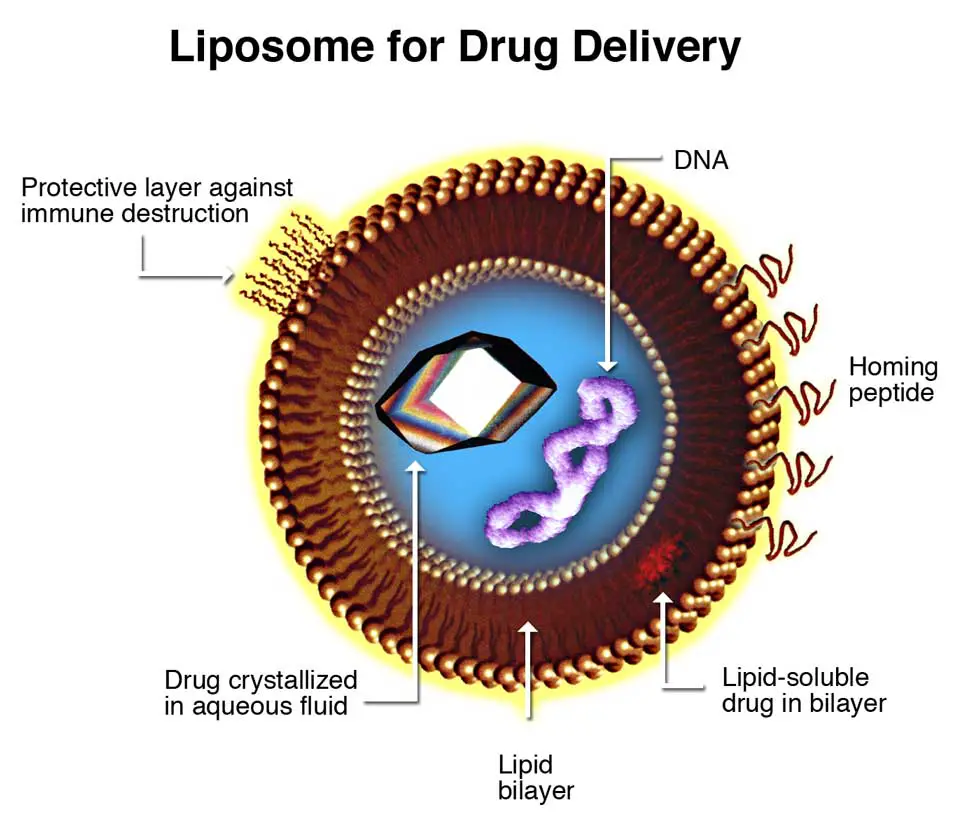 Liposomes drug loading
