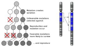 Microevolution - Definition, Causes, Examples