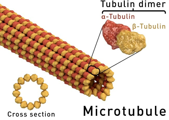 Microtubules are formed by small proteins, and together many microtubules form a spindle fiber.
