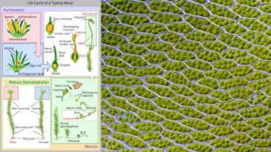 Moss - Definition, Types, Characteristics, Life Cycle, Importance, Examples