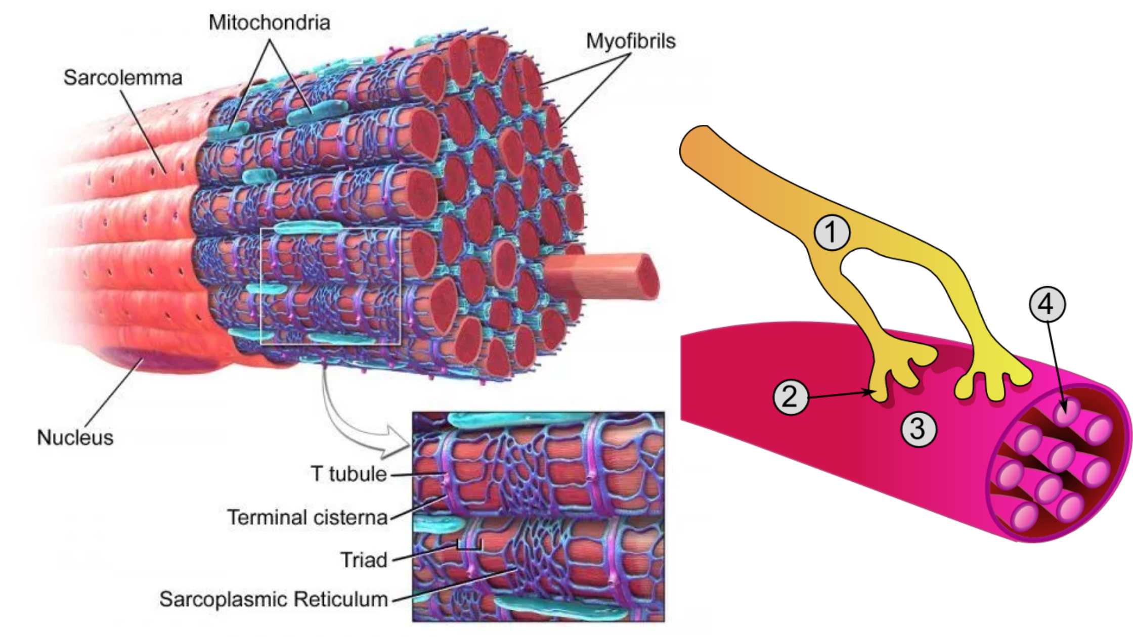 Muscle Cell - Definition, Structure, Functions, Examples