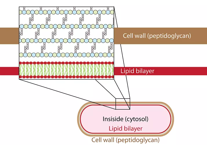 Peptidoglycans – only found on bacterial cell walls

