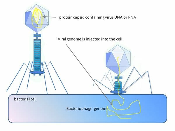 Phage injecting genome into bacterial cell
