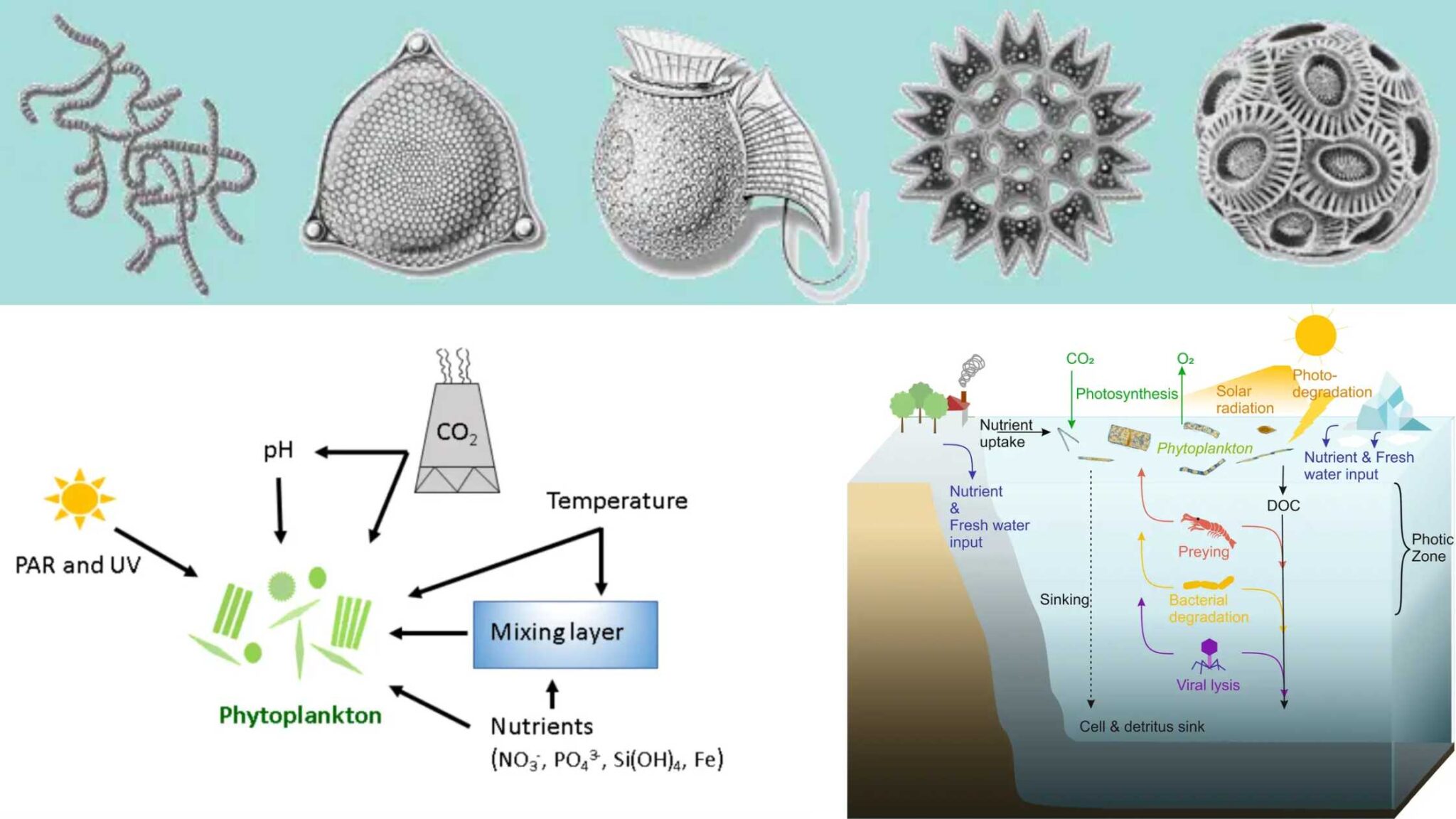 Фитопланктон вес. Фитопланктон примеры. Фитопланктон строение. Жизненный цикл фитопланктона. Фитопланктон рисунок.