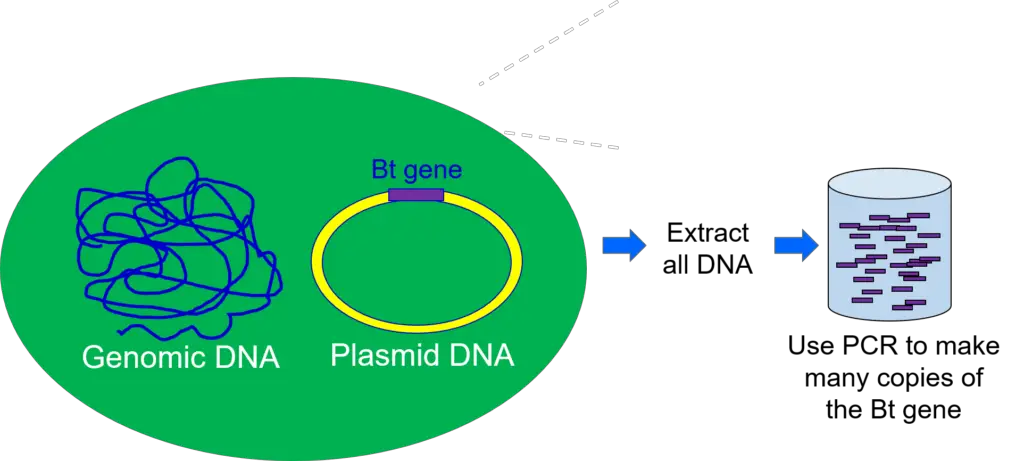Using DNA from B. thuringiensis to clone the Bt gene. Image by Walter Suza.