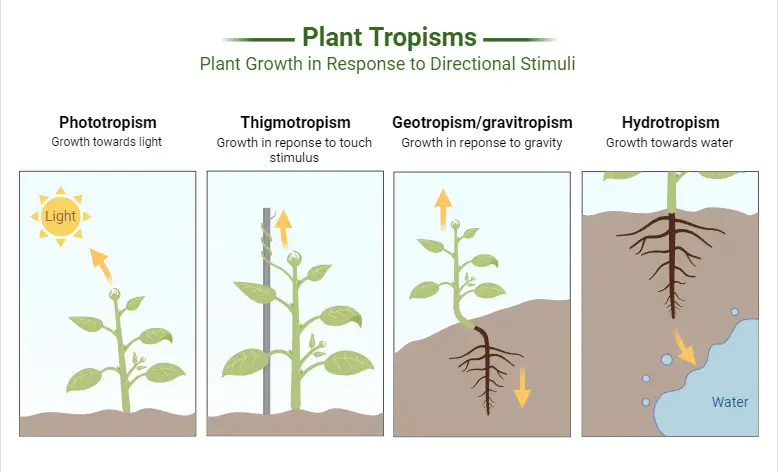 Types of Tropism in Plants