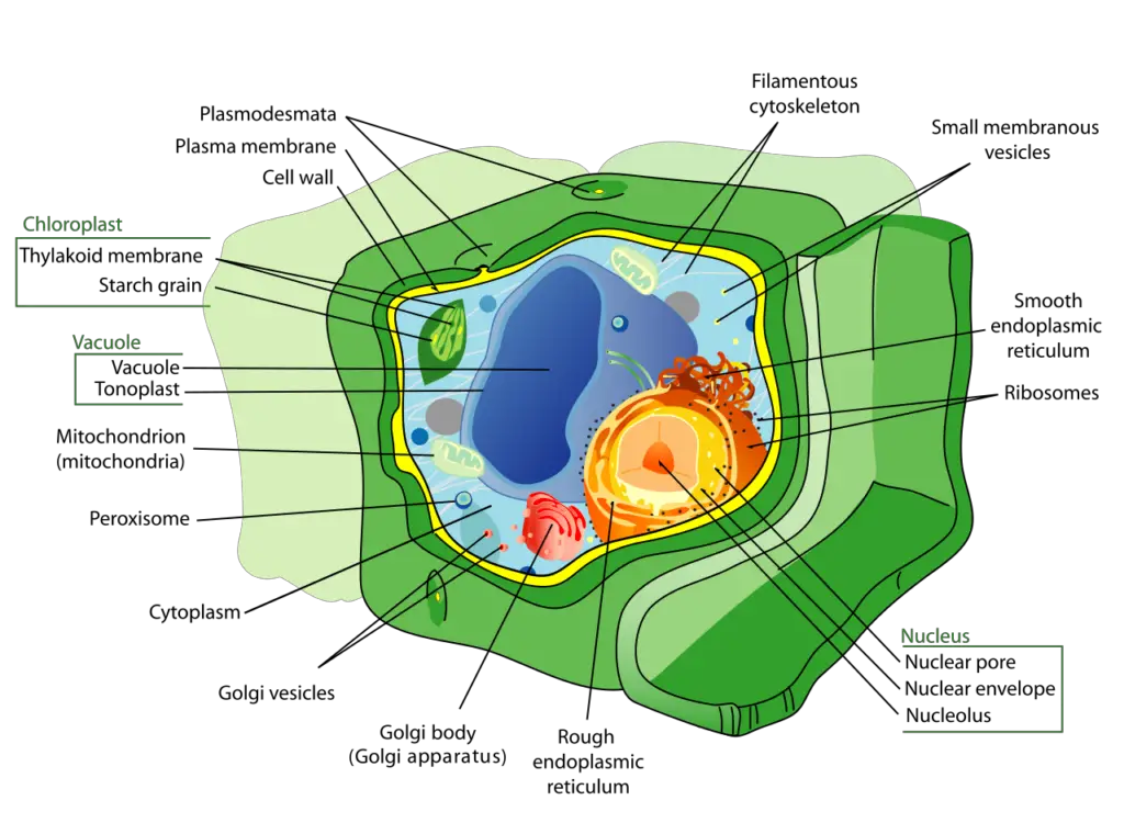 Structure of a typical plant cell
