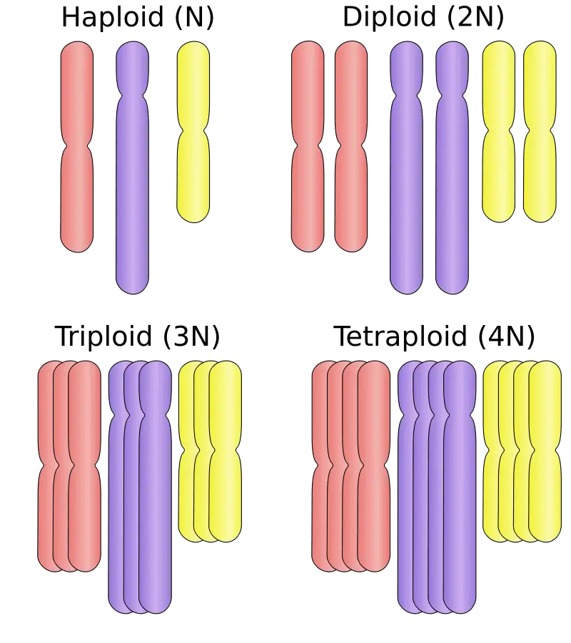 Schematic diagrams of the different ploidies: haploid, diploid, and polyploid 