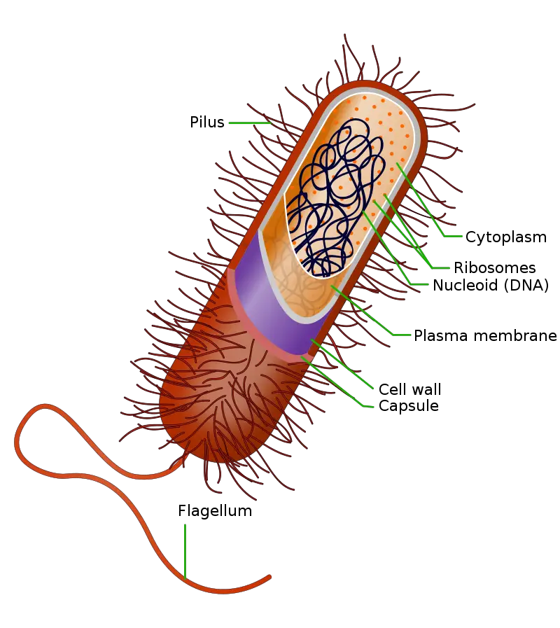 Structure of a typical prokaryotic cell