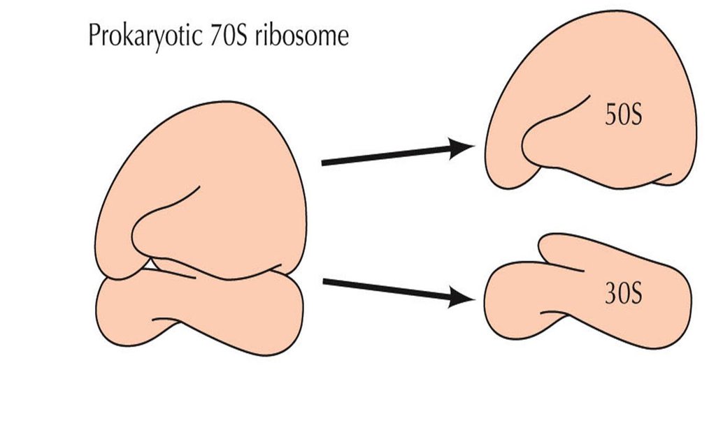Prokaryotic Ribosomes - Definition, Subunits, Function