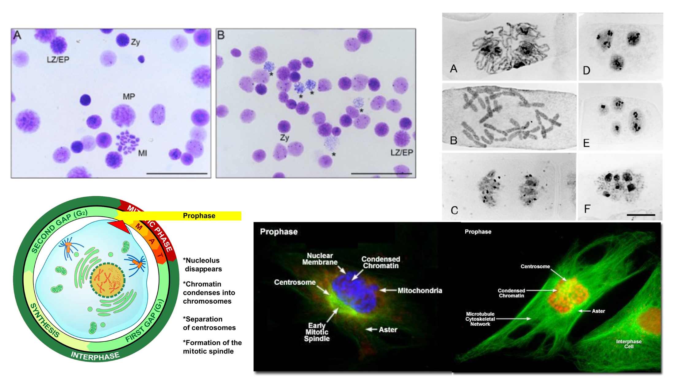 Prophase - Definition, Staining, Steps, Importance