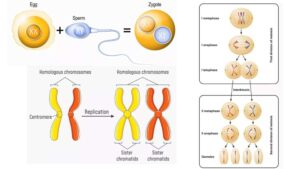 Prophase II - Definition, Stages, Importance