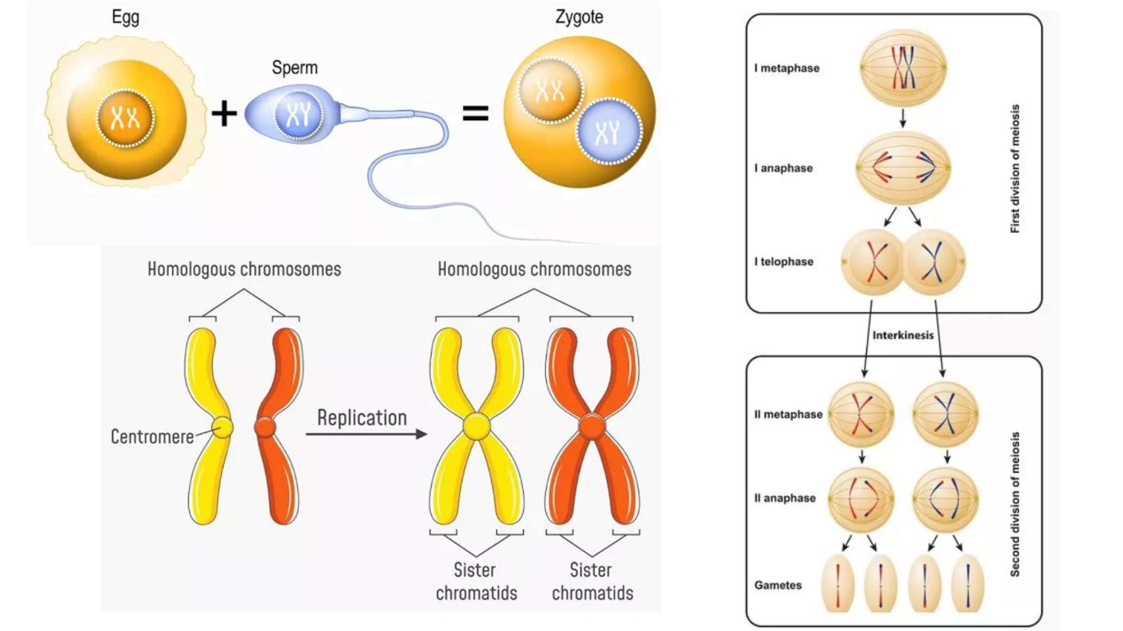 Prophase II - Definition, Stages, Importance