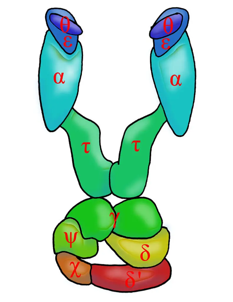 Schematic picture of DNA polymerase III* (with subunits).