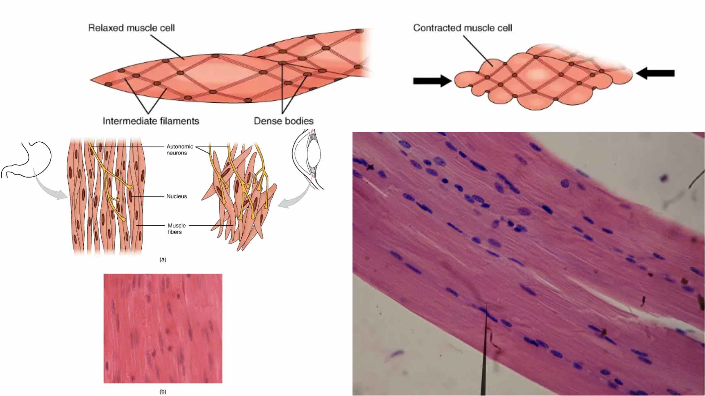 Smooth Muscle - Definition, Structure, Mechanism, Functions