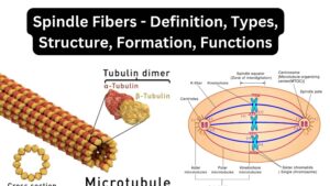 Spindle Fibers - Definition, Types, Structure, Formation, Functions