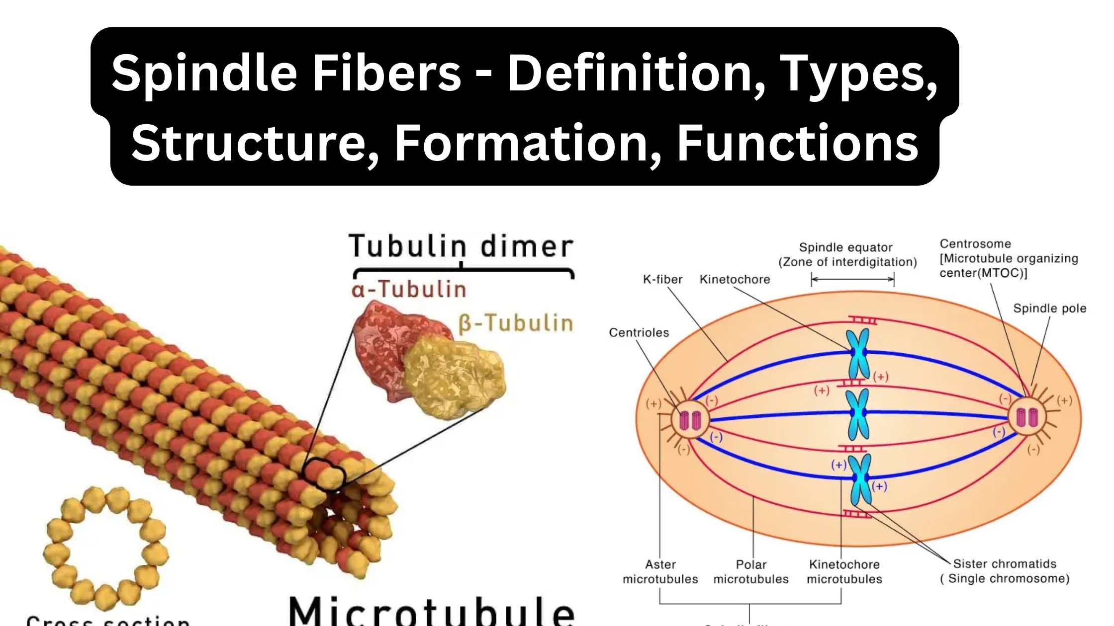 Spindle Fibers - Definition, Types, Structure, Formation, Functions