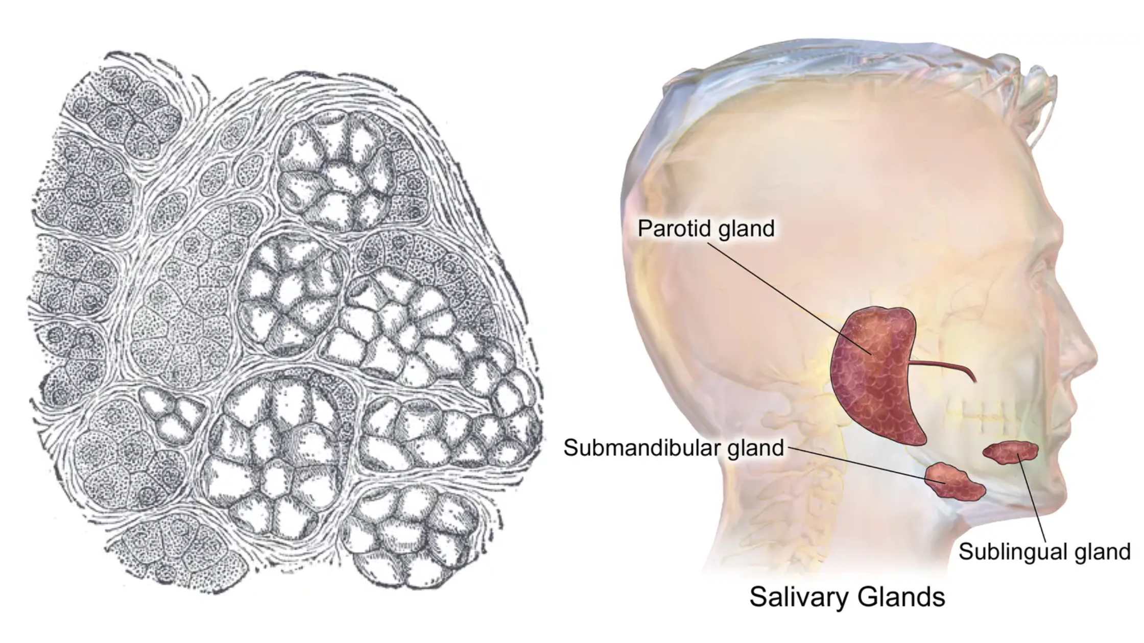 Submandibular Gland - Definition, Structure, Functions