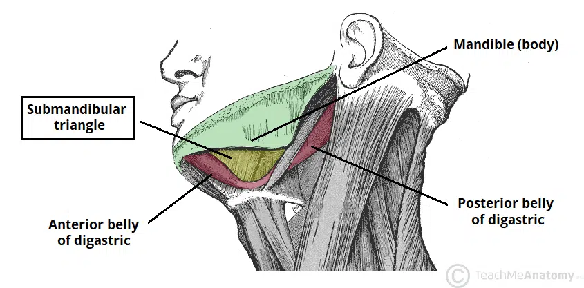 Submandibular triangle of the neck