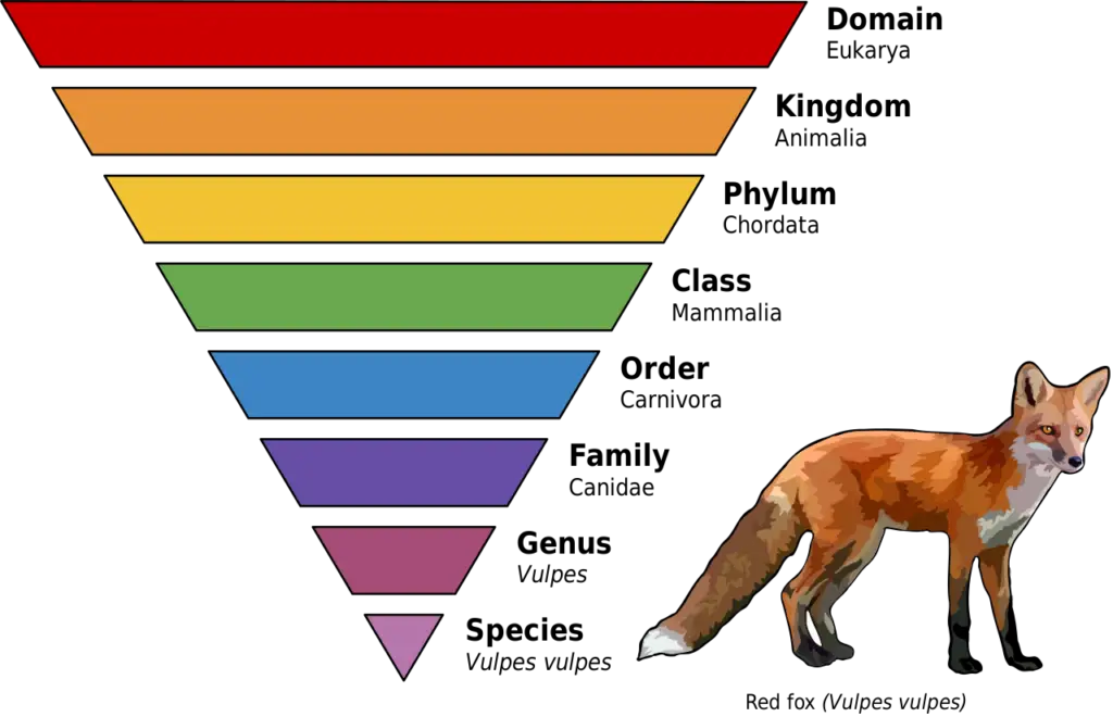The major ranks: domain, kingdom, phylum, class, order, family, genus, and species, applied to the red fox, Vulpes vulpes.