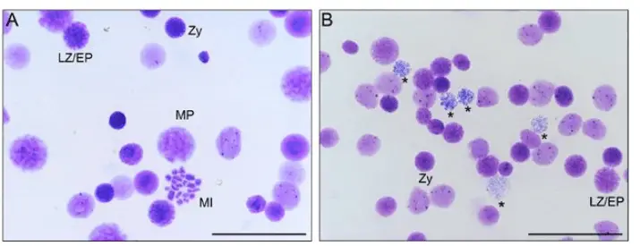 estis cells can be observed stuck in the prophase I stage as they are stained with Giemsa stain. Zy stands for zygotene substage, LZ/EP stands for late zygotene or early pachytene substage and MP stands for mid-pachytene substage of prophase. 