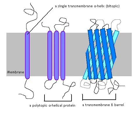 Transmembrane proteins