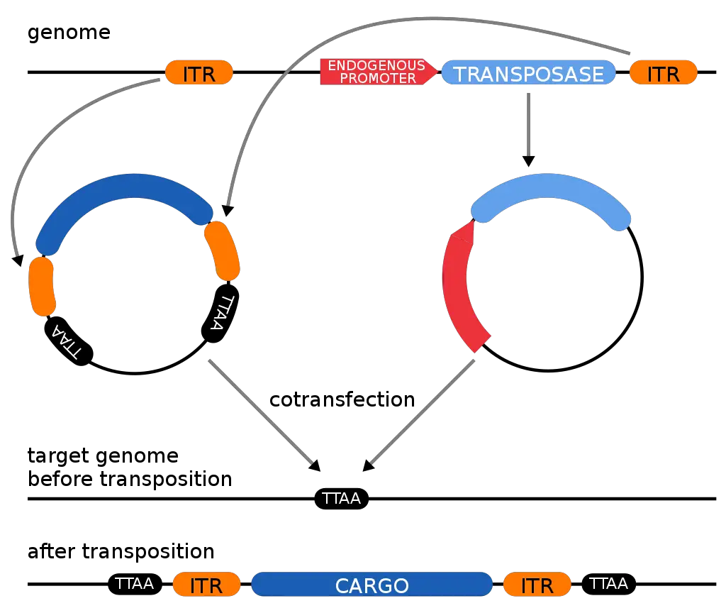 This shows (using the PiggyBac transposon) the conversion of a transposon into a 2-vector system for genomic integration of plasmid-derived sequences.