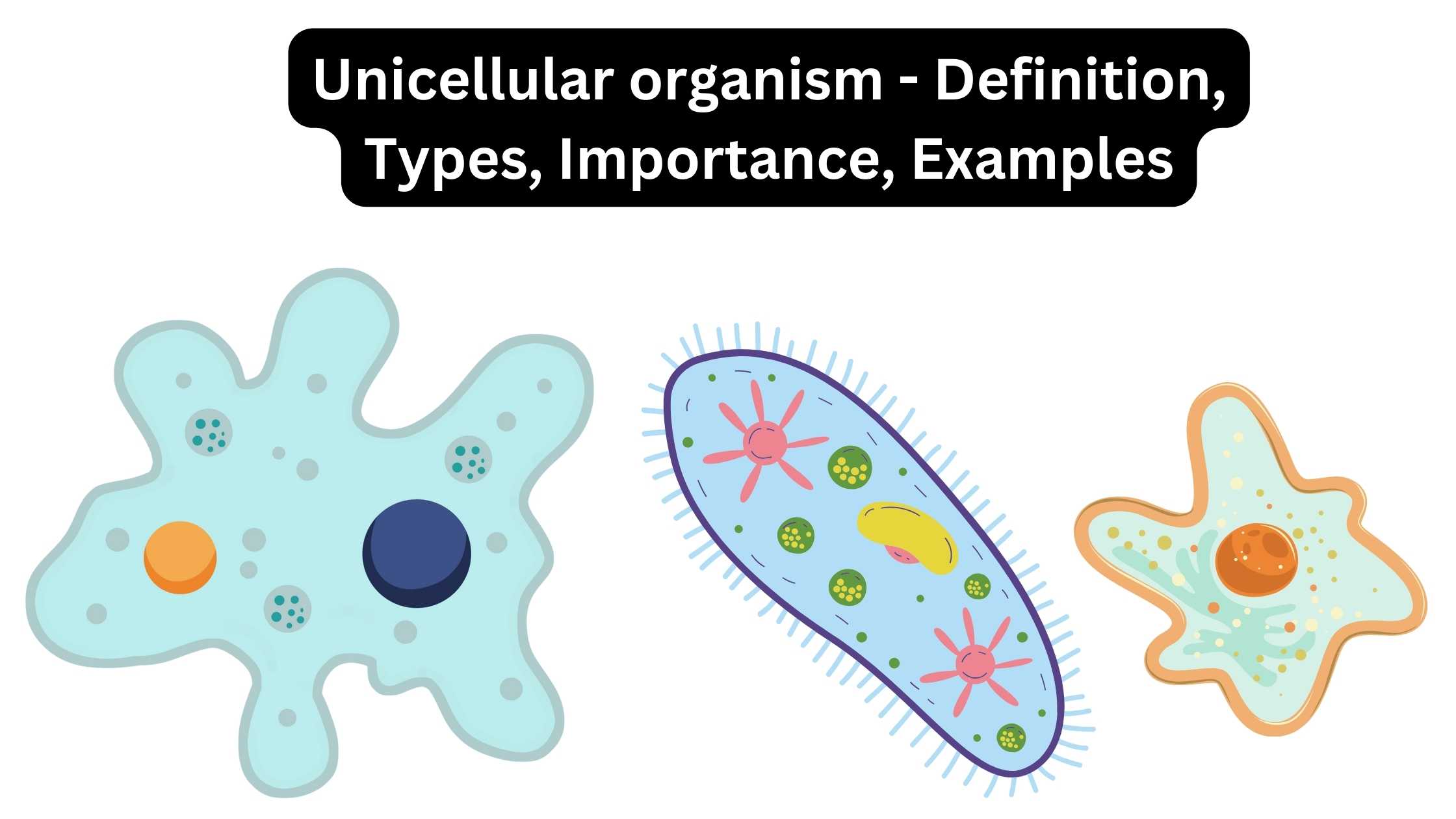 Unicellular organism - Definition, Types, Importance, Examples
