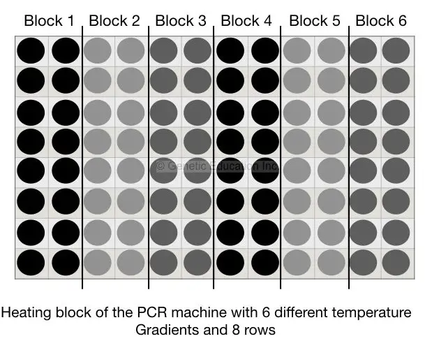 Representation of PCR heating blocks