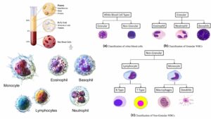 White Blood Cell (Leukocytes) - Definition, Types, Structure, Functions