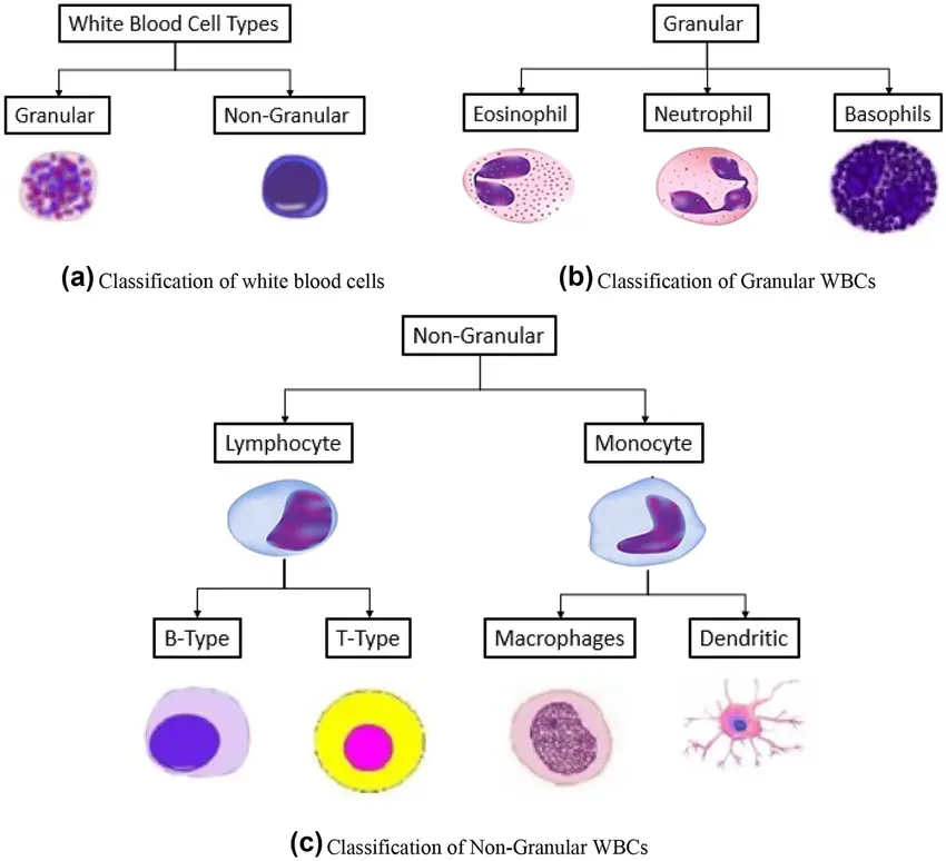 Types of White Blood Cell (Leukocytes)