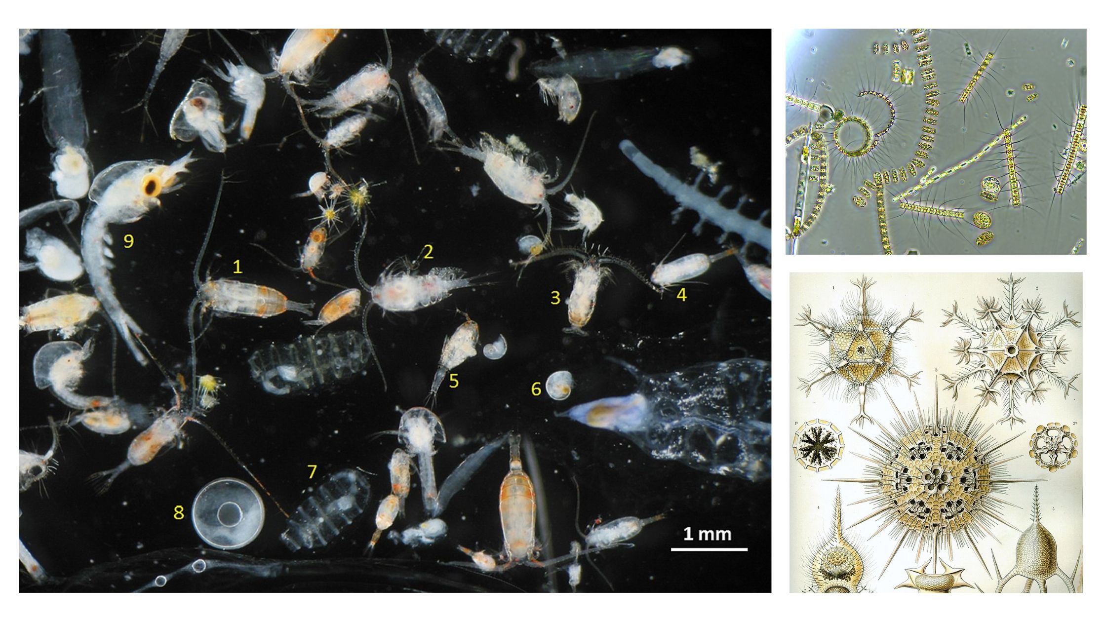 Zooplankton - Definition, Characteristics, Types, Importance