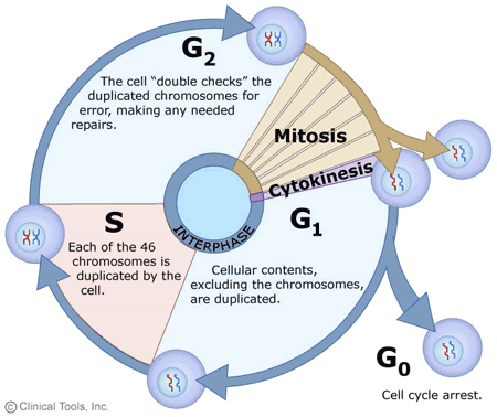 The basic cell cycle steps where telophase forms the last leg of the mitosis phase (M-phase)