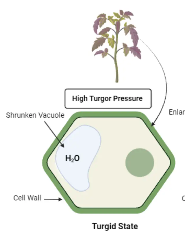 What is Turgor Pressure?