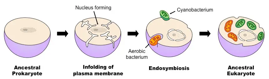 Overview of the Process of Endosymbiosis

