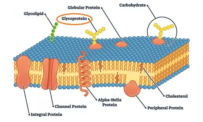 Glycoprotein